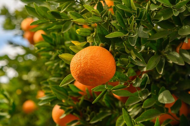 Foto mandarinas frescas y jugosas en un jardín en chipre en invierno 17