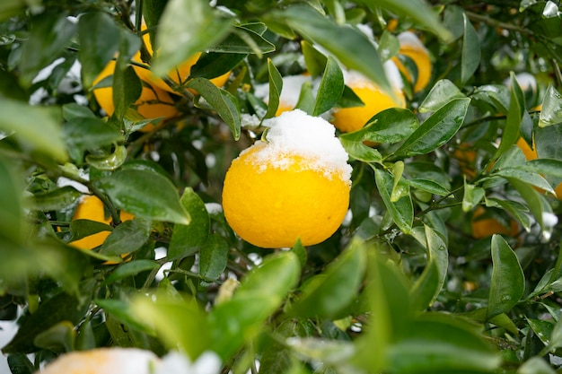 Mandarinas y hojas en la isla de Jeju