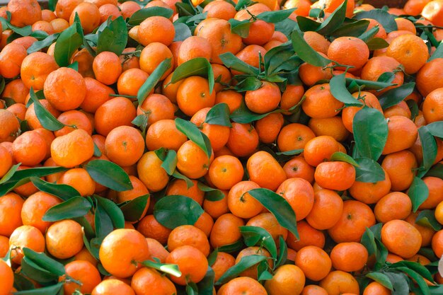 Mandarinas con hojas verdes dispersas de capa densa.