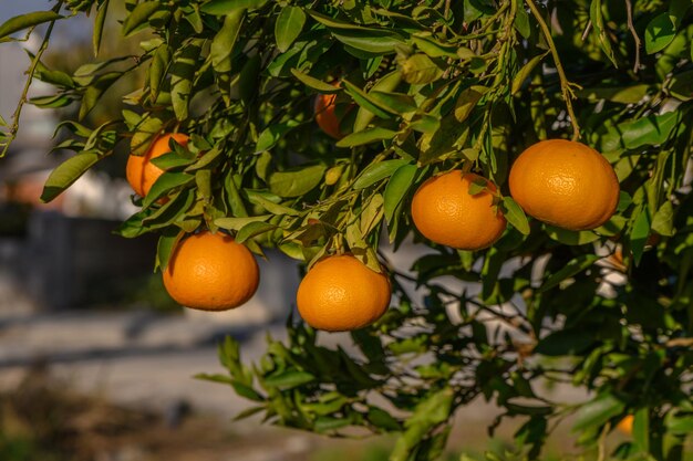 mandarinas jugosas en las ramas de los árboles en un jardín de mandarinas 13