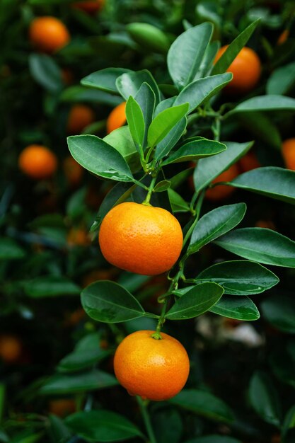 Mandarinas maduras y frescas en un árbol en un jardín Hue Vietnam