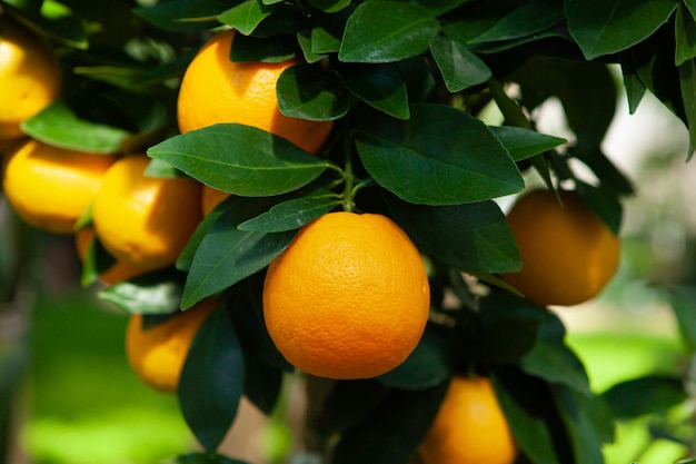 Mandarinas maduras en la rama de un árbol.
