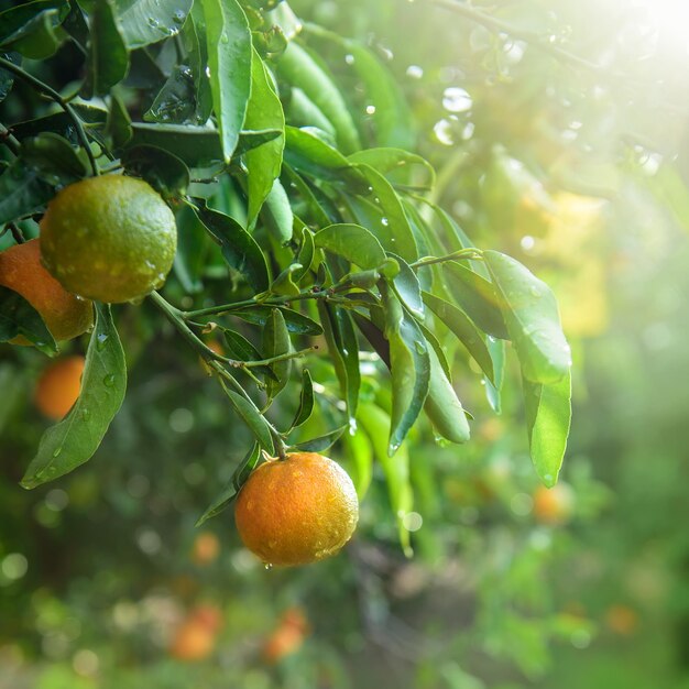 Mandarinas mojadas o mandarinas colgando de una rama de árbol después de la lluvia