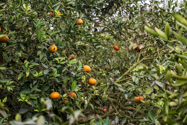 mandarinas en plantas listas para ser cosechadas Nombre científico Citrus reticulata
