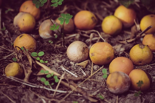 Mandarinas podres na grama seca no fundo sazonal do jardim de frutas