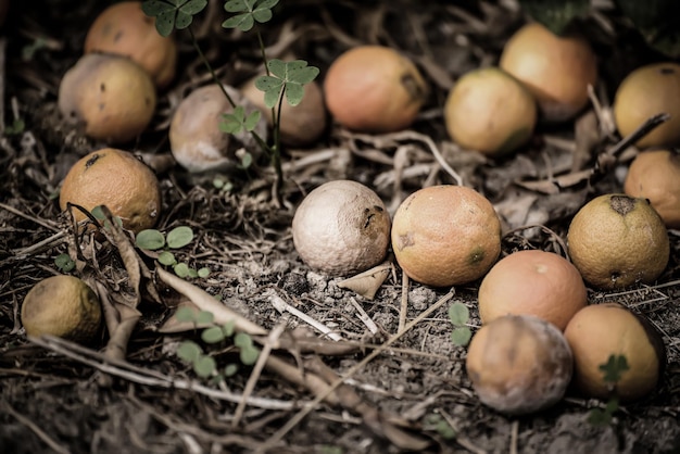 Mandarinas podres na grama seca