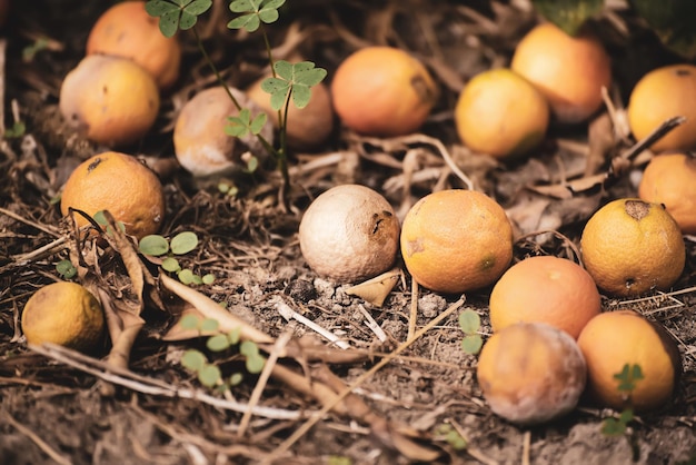 Mandarinas podres na grama seca