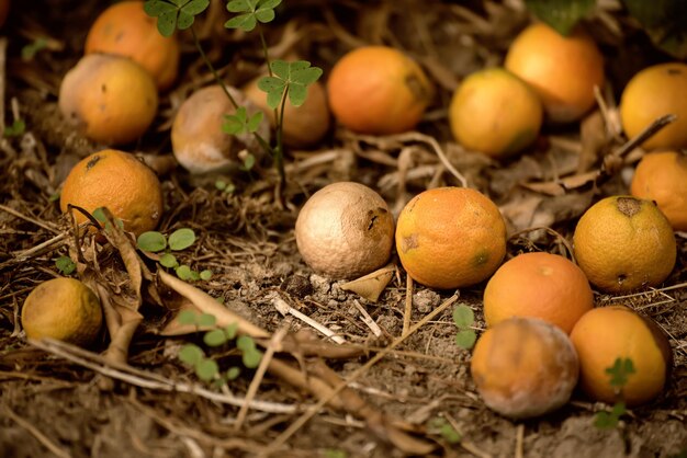 Mandarinas podridas sobre hierba seca en el fondo estacional del jardín de frutas