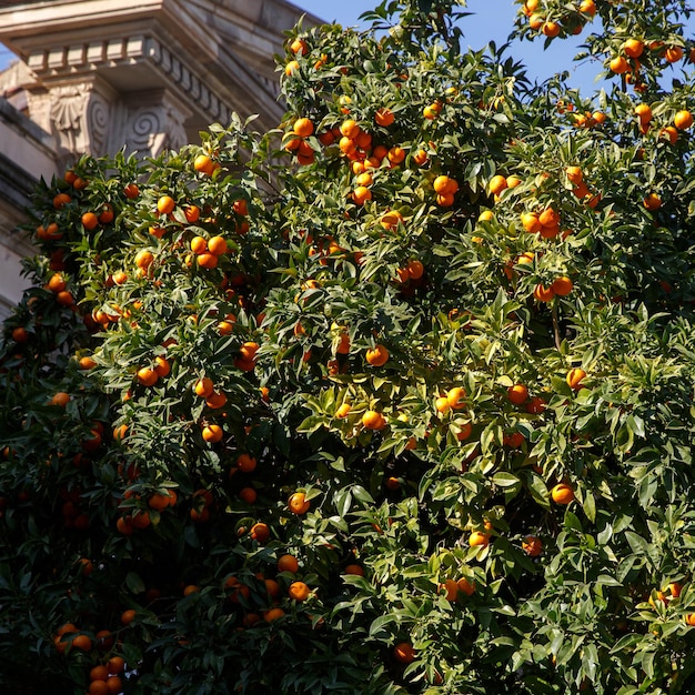Mandarinen wachsen an einem Baum