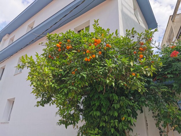 Mandarinenbaum mit reifen Mandarinen vor einem weißen Haus in der Türkei kusadasi