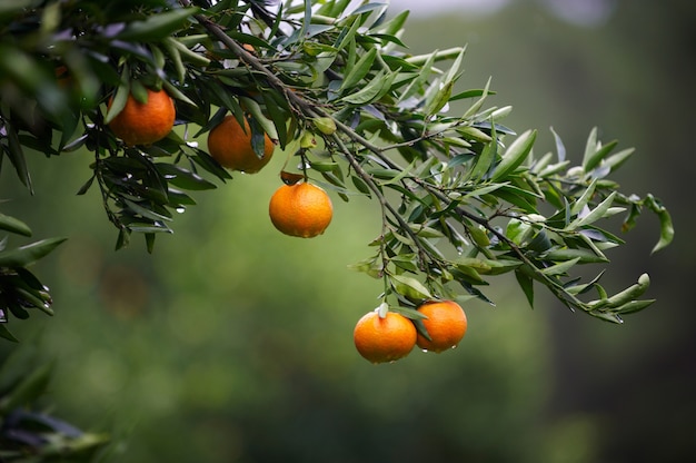 Mandarinenfrüchte auf einem Baum. Orangenbaum. frische Orange auf Pflanze