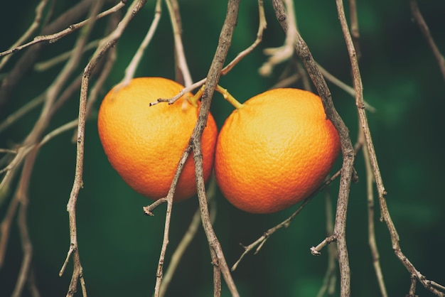 Mandarinengarten mit Früchten