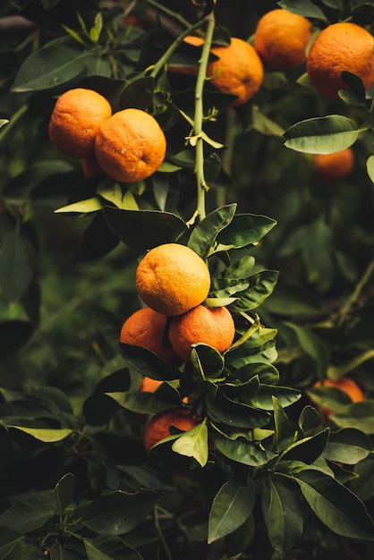 Mandarinengarten mit Früchten