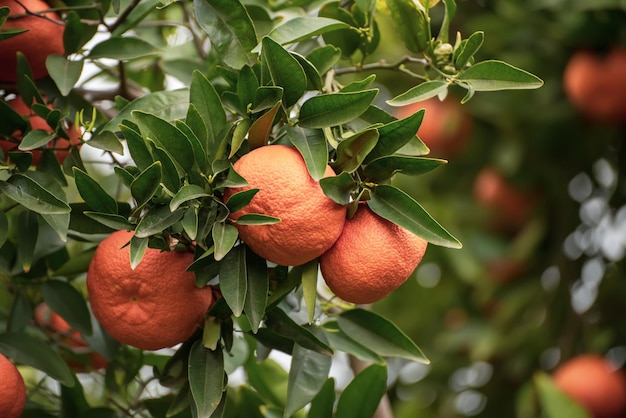 Mandarinengarten mit Früchten