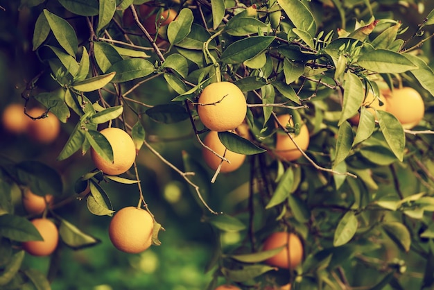 Mandarinengarten mit Früchten