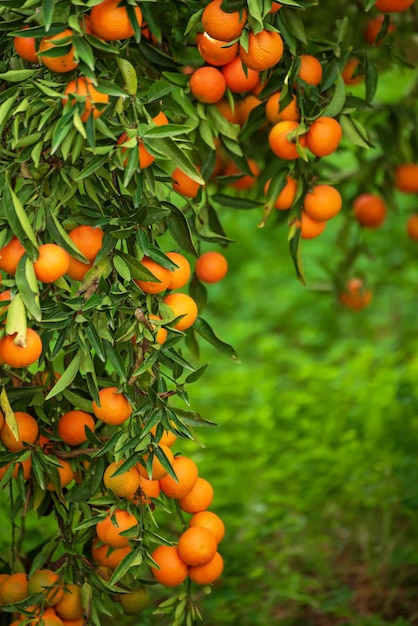 Mandarinengrüner Garten