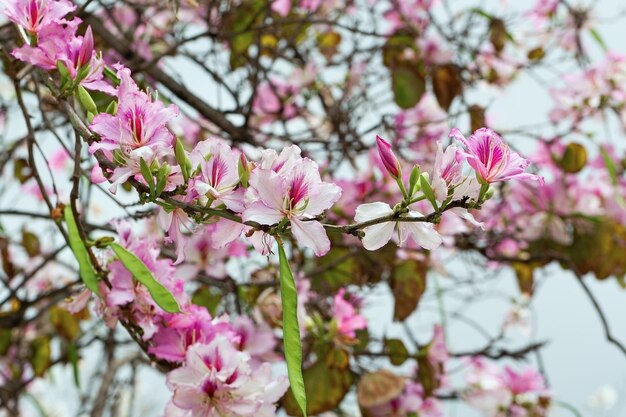 Mandel Frühlingsblumen auf Ast