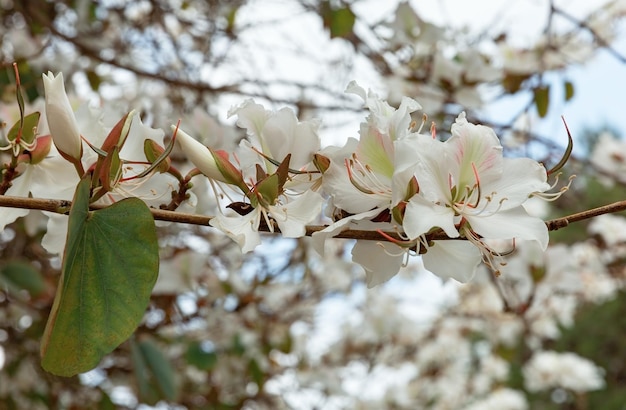 Mandel Frühlingsblumen auf Ast