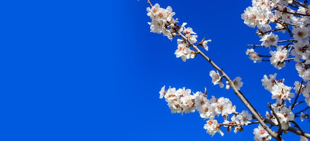 Mandel- oder Apfelbaum, der im Frühjahr auf blauem Himmelshintergrund blüht, Nahaufnahme mit Details