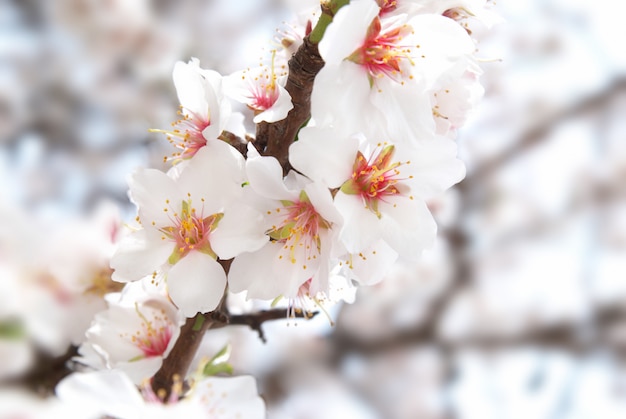 Mandel weiße Blüten