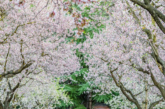 Mandelbäume im Frühling in Blüte