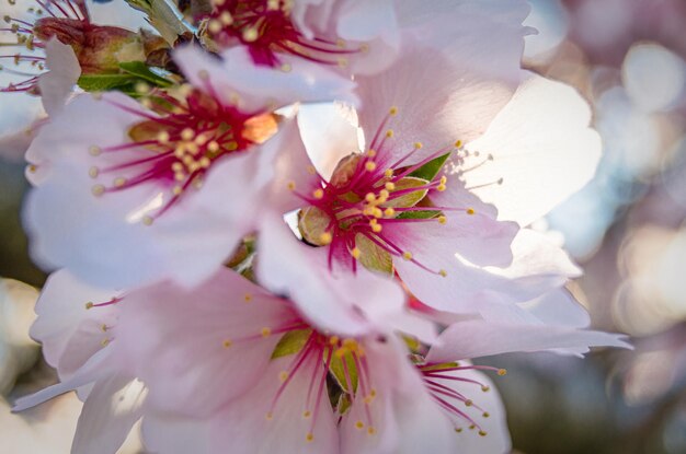 Foto mandelbäume im frühling in blüte