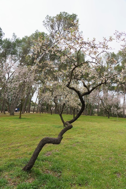 Mandelbäume in der Quinta De Los Molinos Madrid MD Spanien