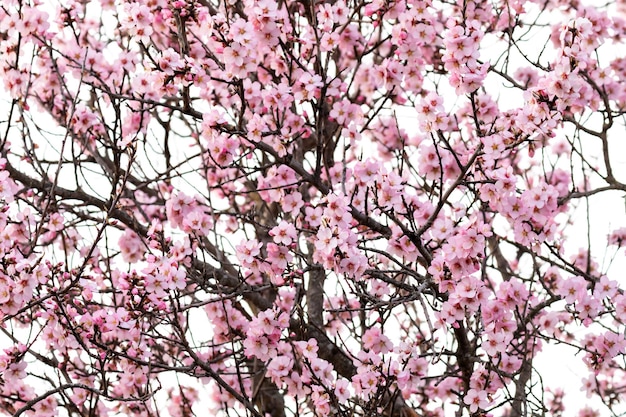 Mandelbaumast mit Blumen im Frühjahr