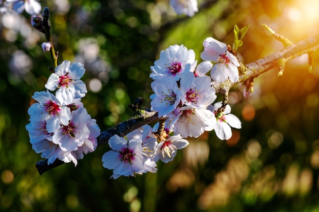 Mandelbaumblüte hautnah