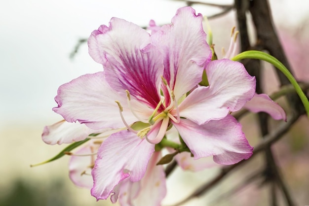 Mandelbaumblüte im Frühjahr Nahaufnahme