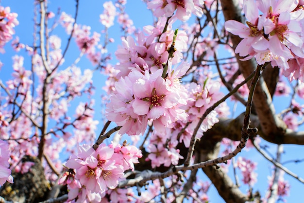 Mandelbaumblüte im Frühjahr.