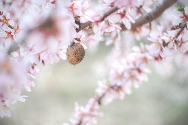 Mandelbaumblüten mit Zweigen und Mandelnuss Nahaufnahme verschwommenen Hintergrund