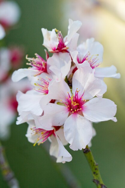 Mandelbaumblüten