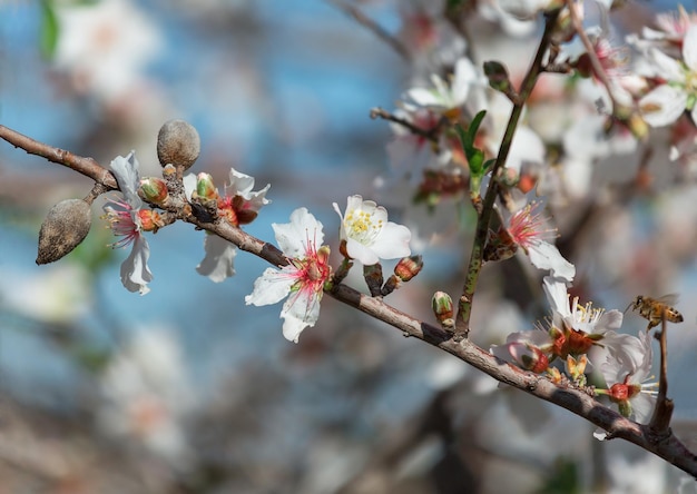 Mandelblüte aus nächster Nähe in Israel