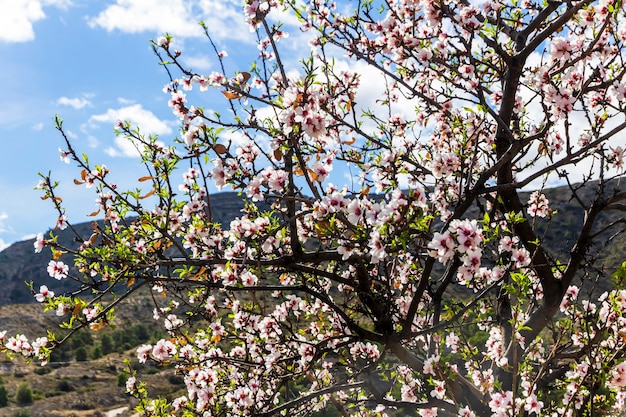 Mandelblüte im Frühjahr in den Bergen von Alicante.