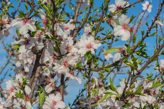 Mandelblüte im Frühjahr