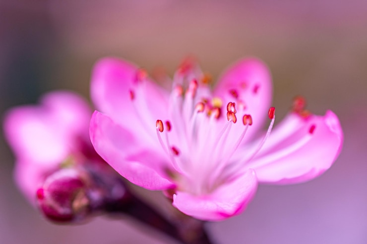 Foto mandelblüte