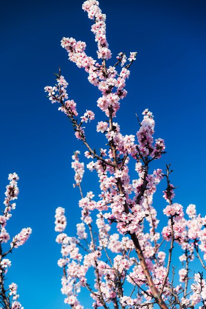 Mandelblüten gegen einen blauen Himmel im Frühjahr