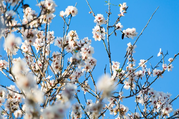 Mandelblüten