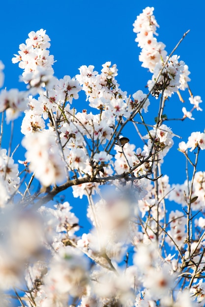 Mandelblüten