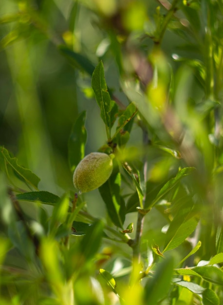 Mandelfrucht Nahaufnahme auf einem Ast auf der Insel Euböa in Griechenland