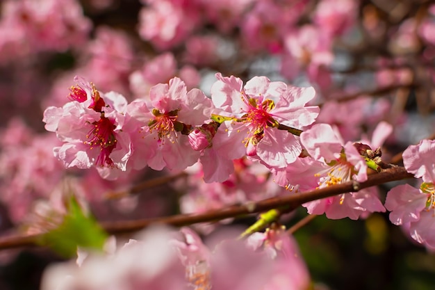 Mandeln blühen im Frühlingsgarten