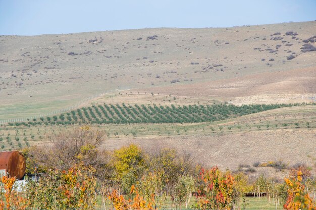 Mandelplantagenansicht und Landschaft in Georgia