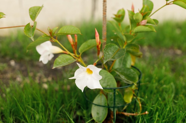 Mandevilla im ländlichen Garten Dipladenia blüht mit weißen Blumen Artenvielfalt und Landschaftsgestaltung von Gartenblumenbeeten
