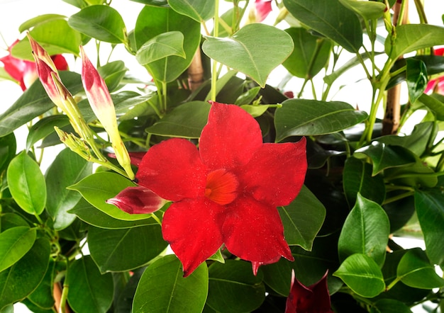 Foto mandevilla roja delante de la pared blanca