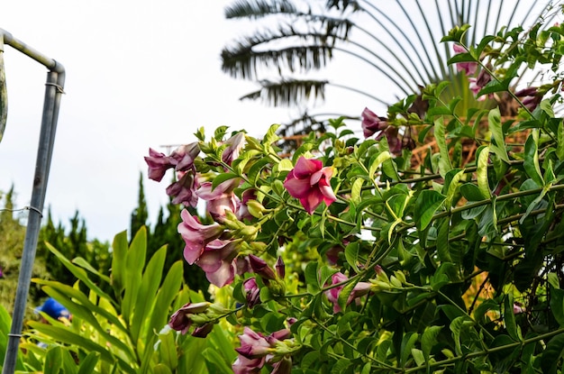 Mandevilla sanderi en el jardín