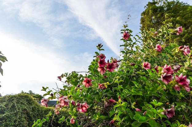 Mandevilla sanderi no jardim