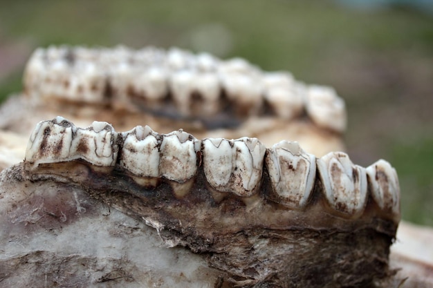 La mandíbula de un animal dientes de animales en un esqueleto