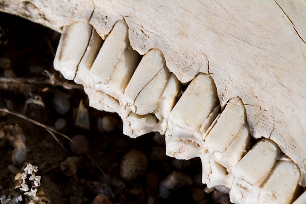 Mandíbula con dientes de oveja.