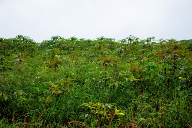 Mandioca com o céu.